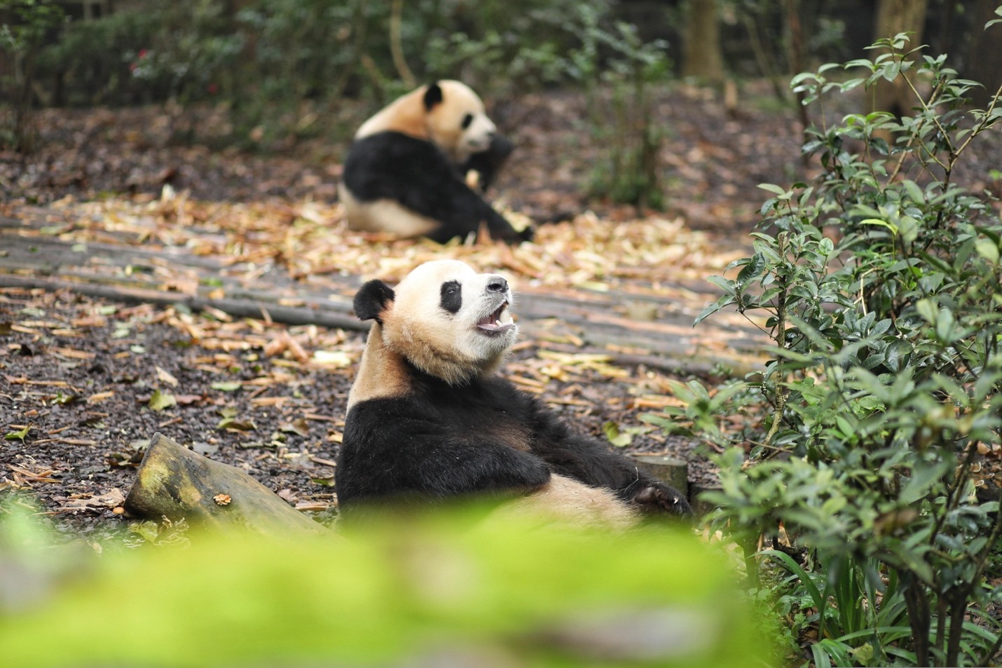 Giant panda at Chengdu Research Base